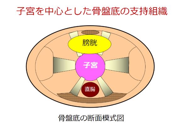 子宮を中心とした骨盤底の支持組織